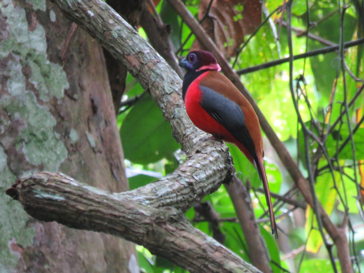 trogon obojkový - ML96232031