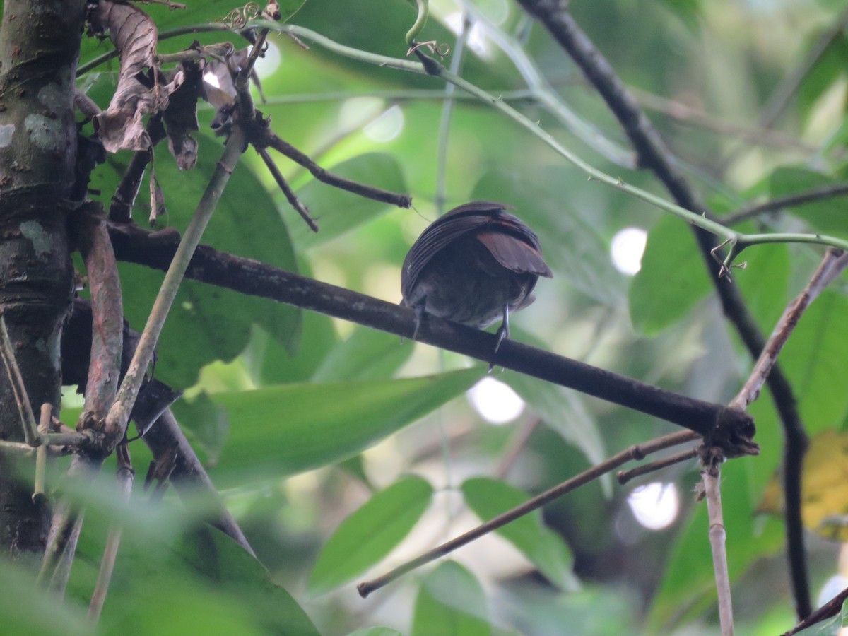 Chestnut-rumped Babbler - ML96232151