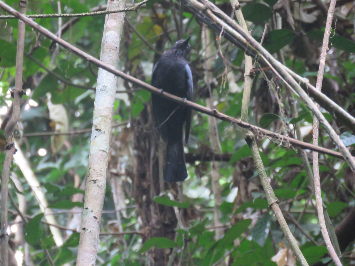 Cuclillo Drongo Colitruncado - ML96232191