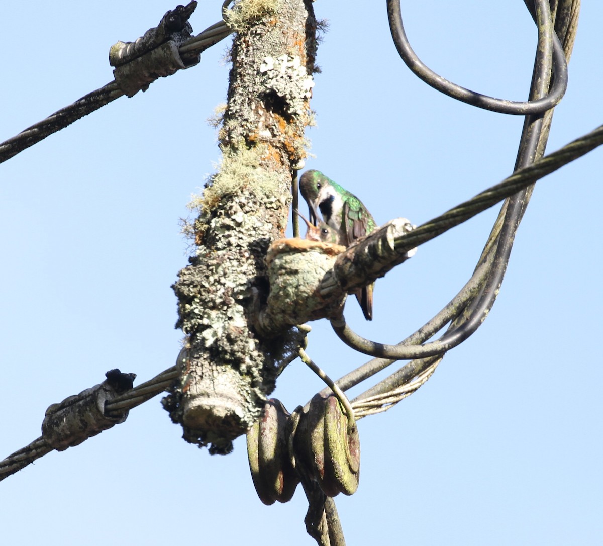 Grünbrust-Mangokolibri - ML96233411