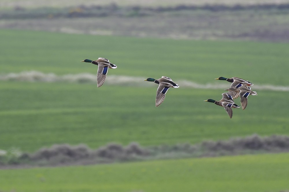 Mallard - ML96233511