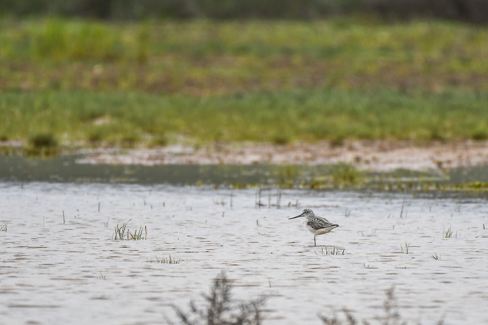 Common Greenshank - ML96233551