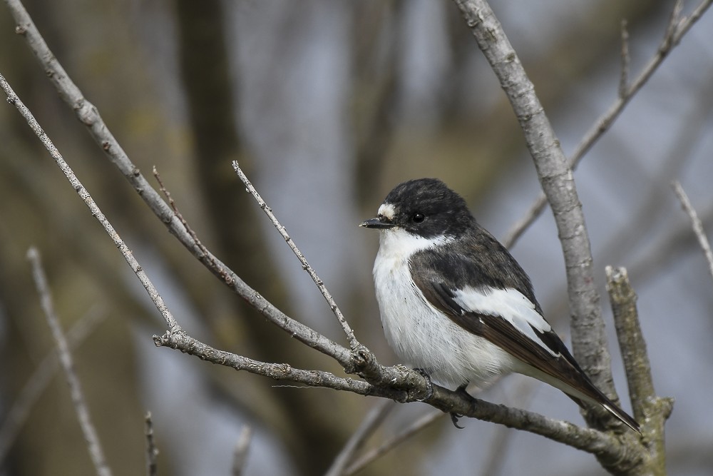 European Pied Flycatcher - ML96233561