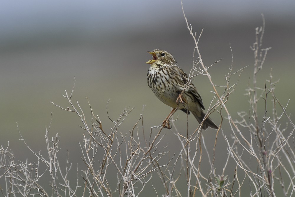 Corn Bunting - ML96233581