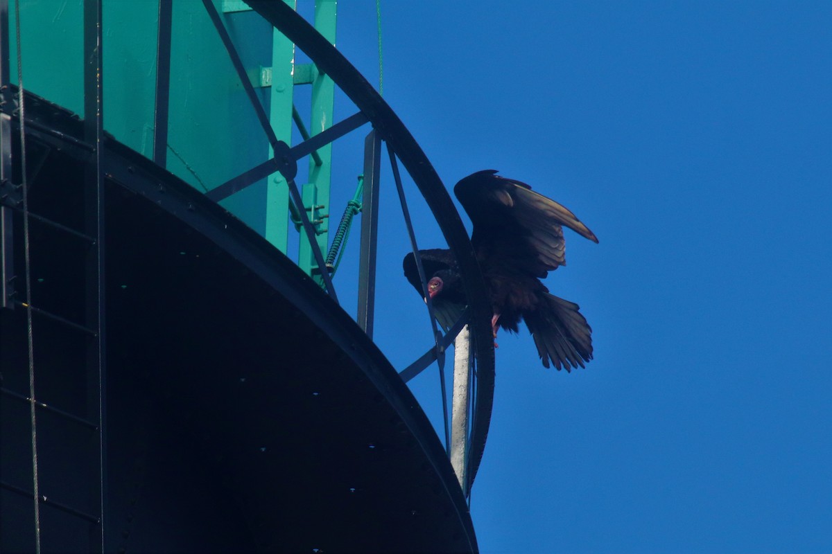 Turkey Vulture - ML96234411