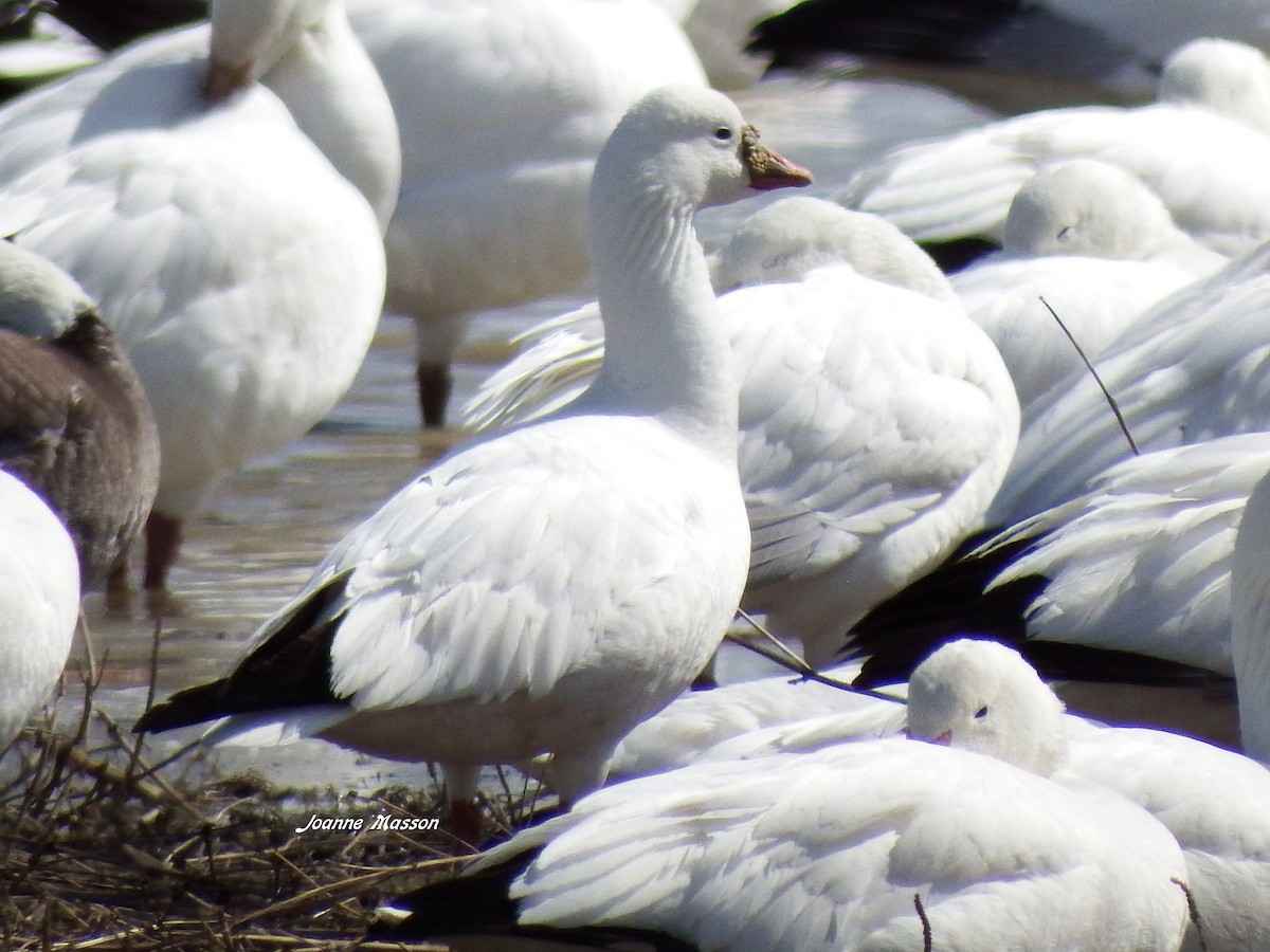 Ross's Goose - ML96234861