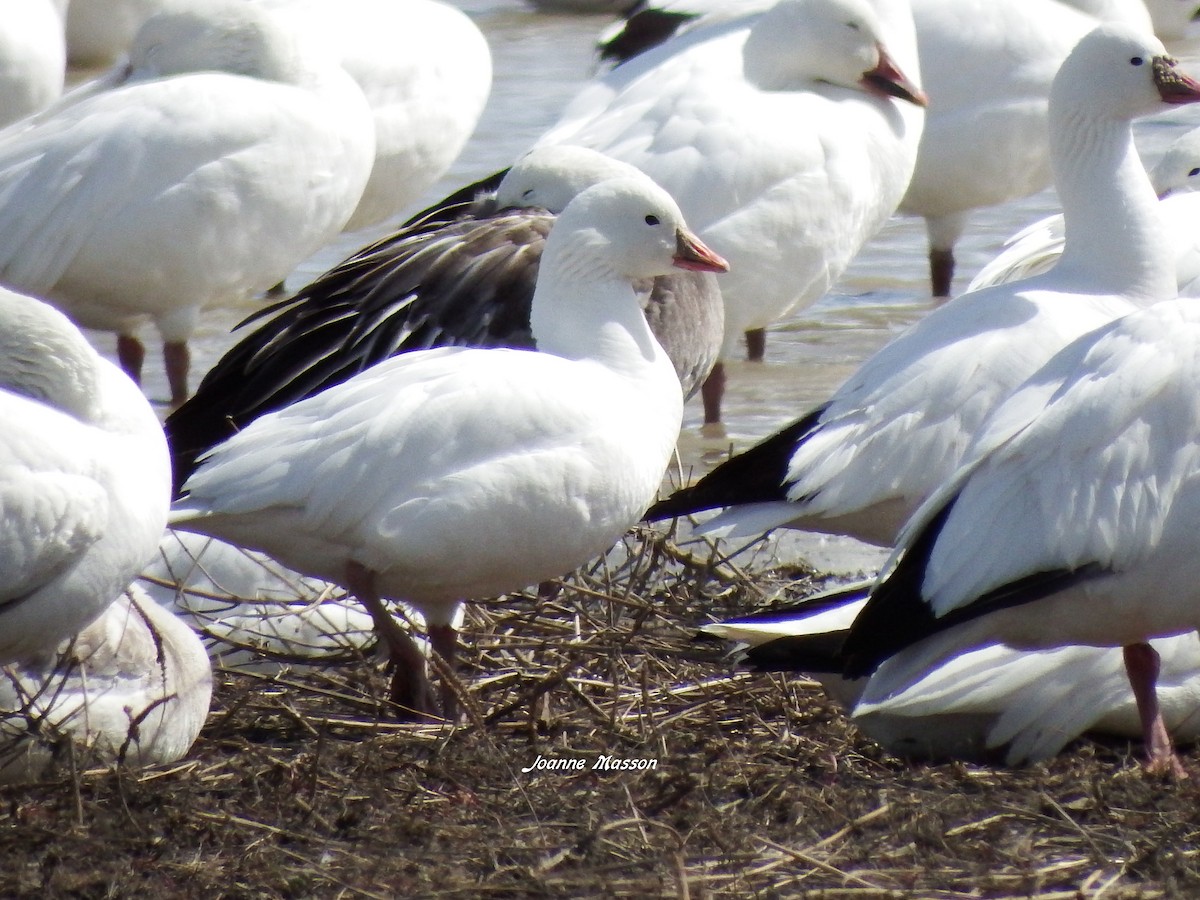 Ross's Goose - ML96234881