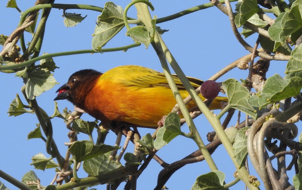 Juba Weaver - ML96234971
