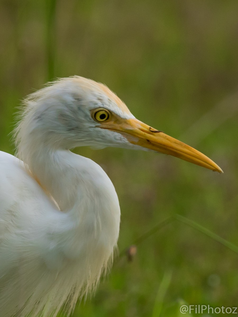 Eastern Cattle-Egret - ML96235581