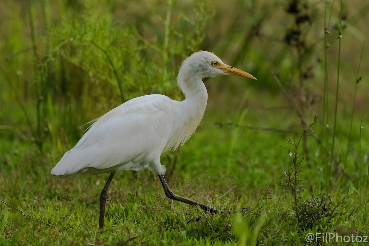 Eastern Cattle-Egret - ML96235601