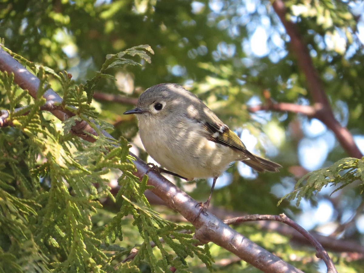 Ruby-crowned Kinglet - ML96235721