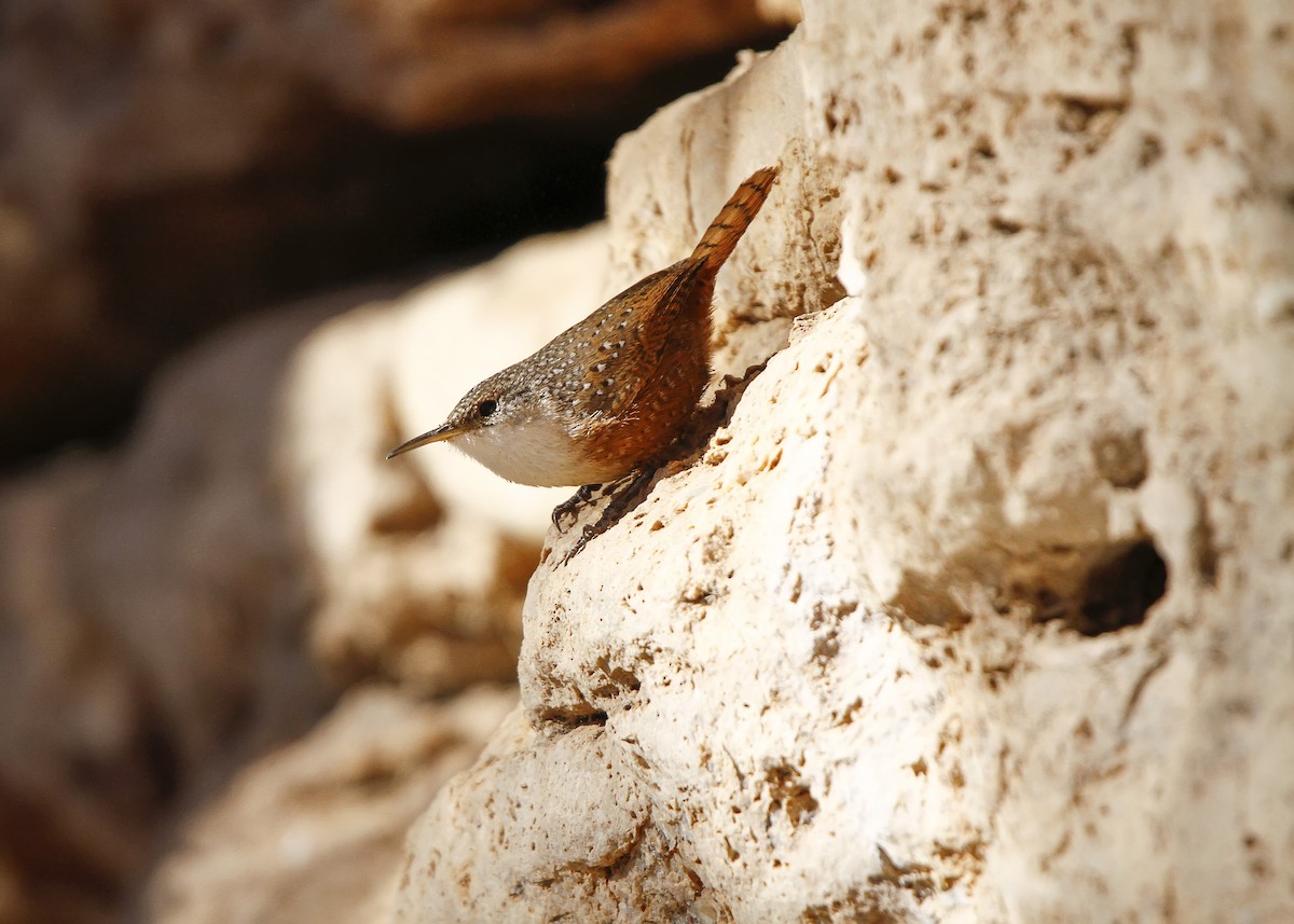 Canyon Wren - ML96236731