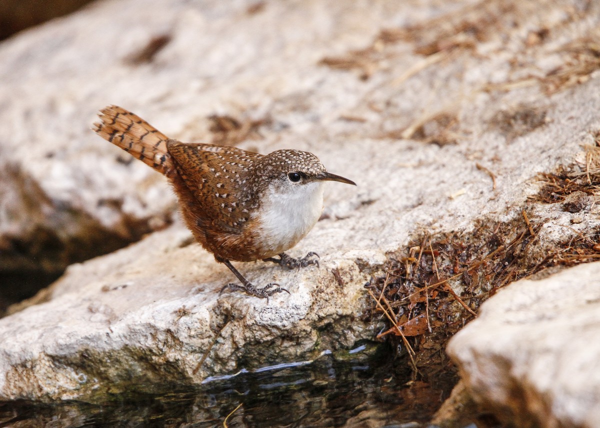 Canyon Wren - ML96236751