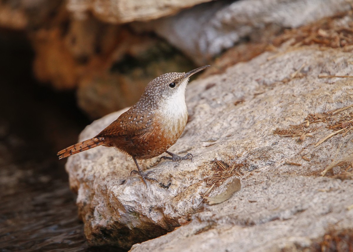 Canyon Wren - ML96236761