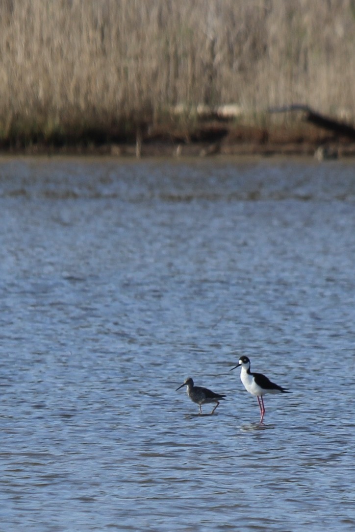 Black-necked Stilt - ML96237171