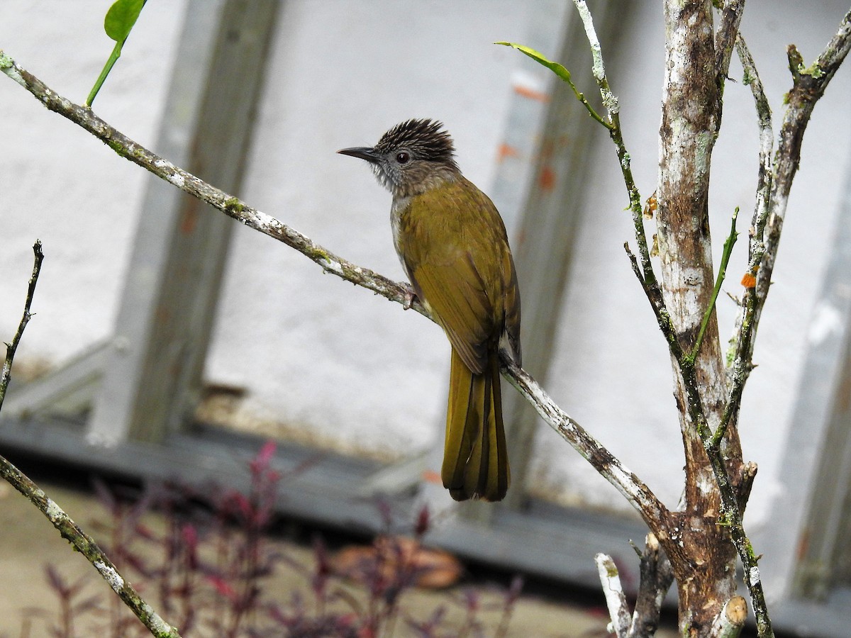 Mountain Bulbul - ML96237441