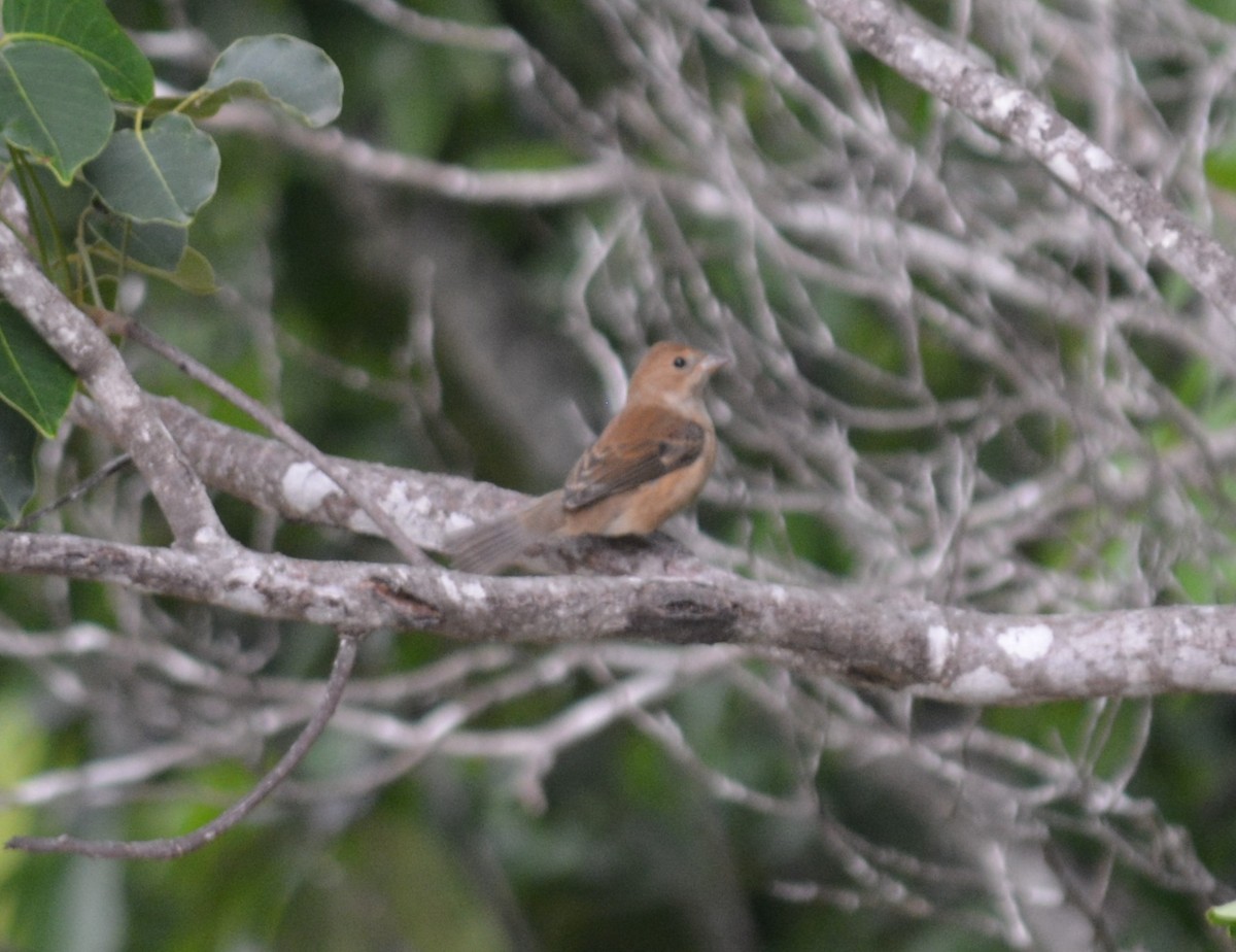 Indigo Bunting - ML96237881