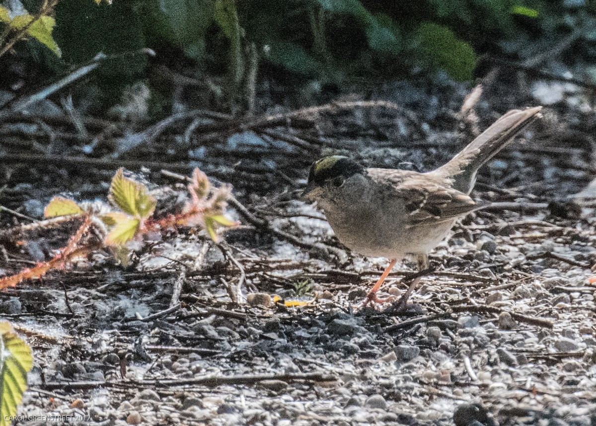 Golden-crowned Sparrow - Carol Greenstreet