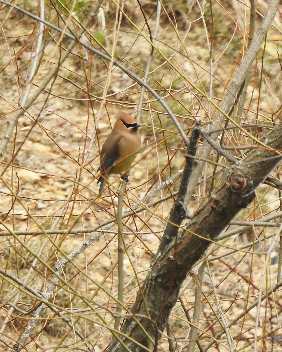 Cedar Waxwing - ML96240301