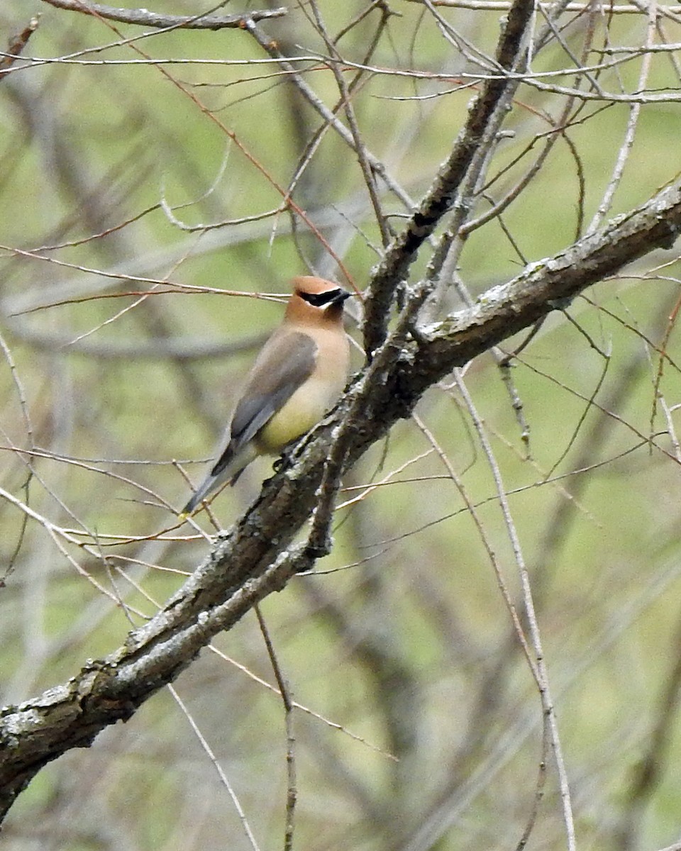 Cedar Waxwing - ML96240321