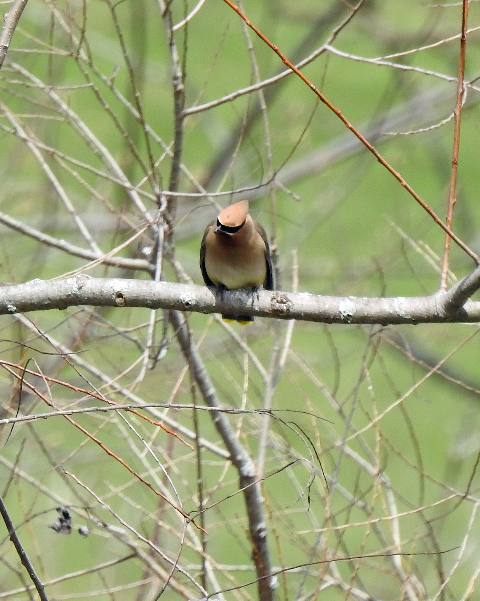 Cedar Waxwing - ML96240391