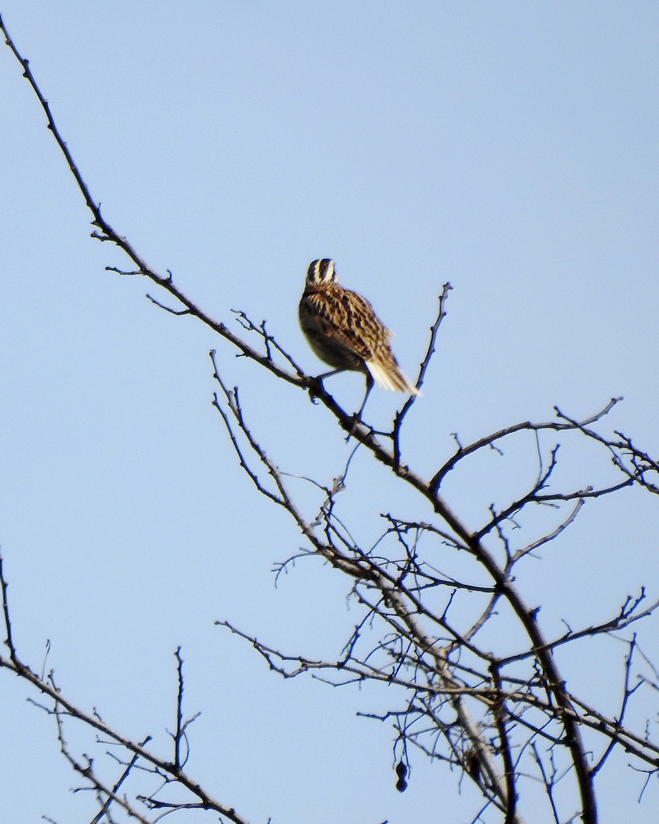 Eastern Meadowlark - Karen Zeleznik