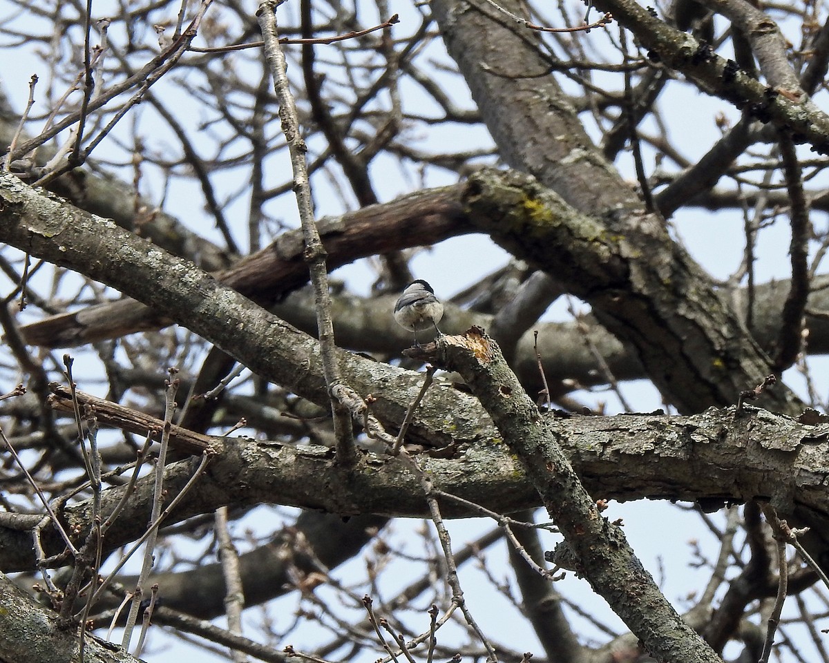 Carolina Chickadee - ML96240811