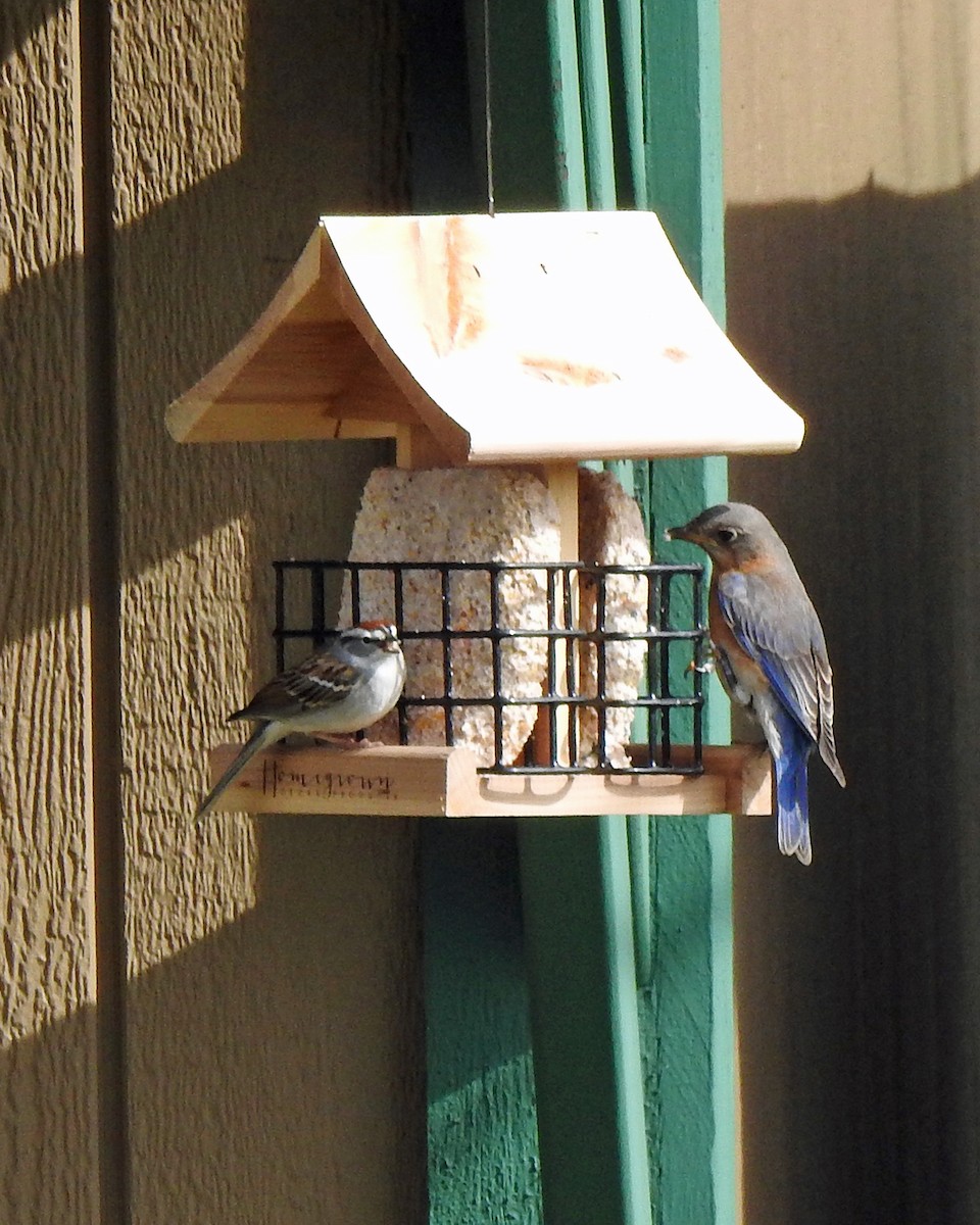 Eastern Bluebird - ML96241281