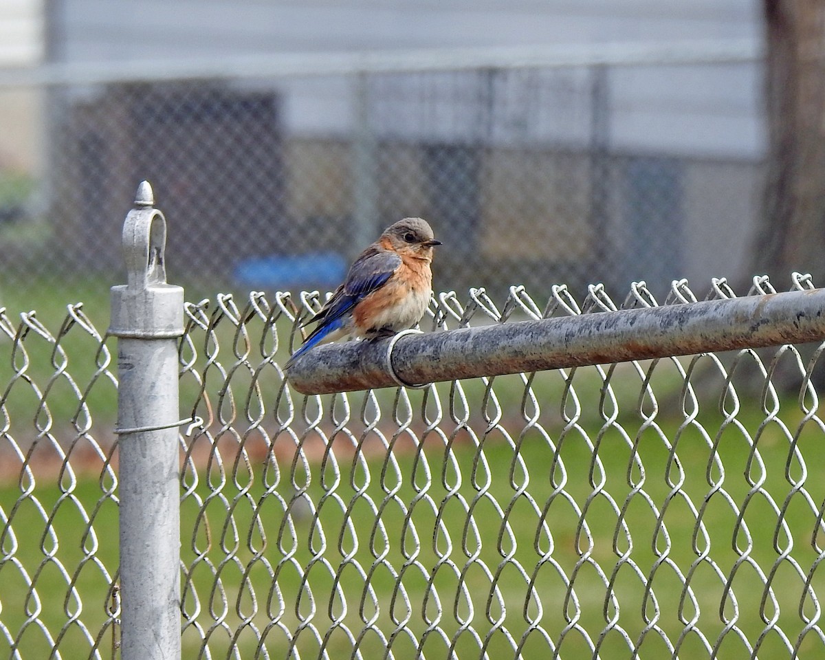 Eastern Bluebird - Karen Zeleznik