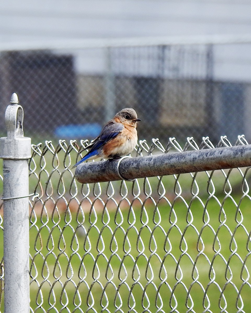 Eastern Bluebird - ML96241301