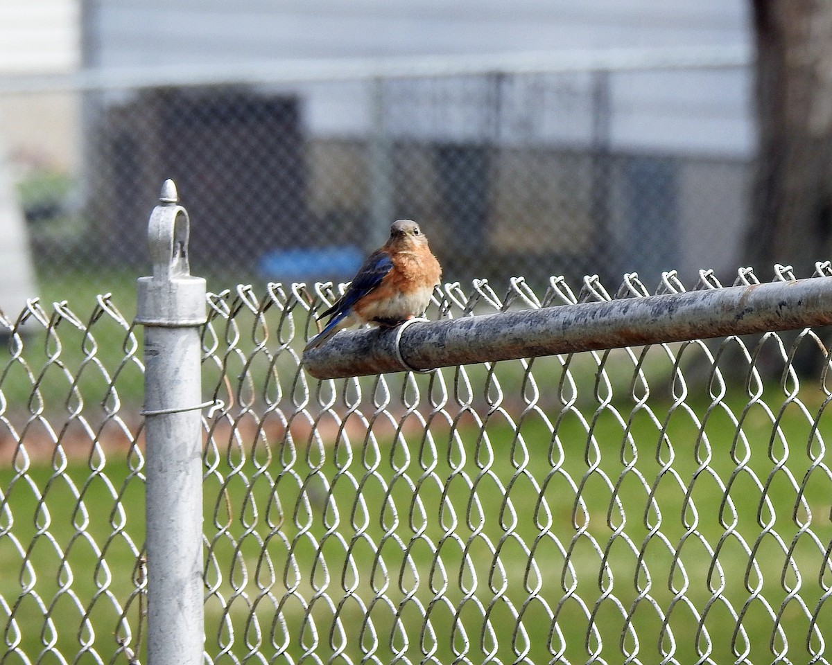 Eastern Bluebird - ML96241321