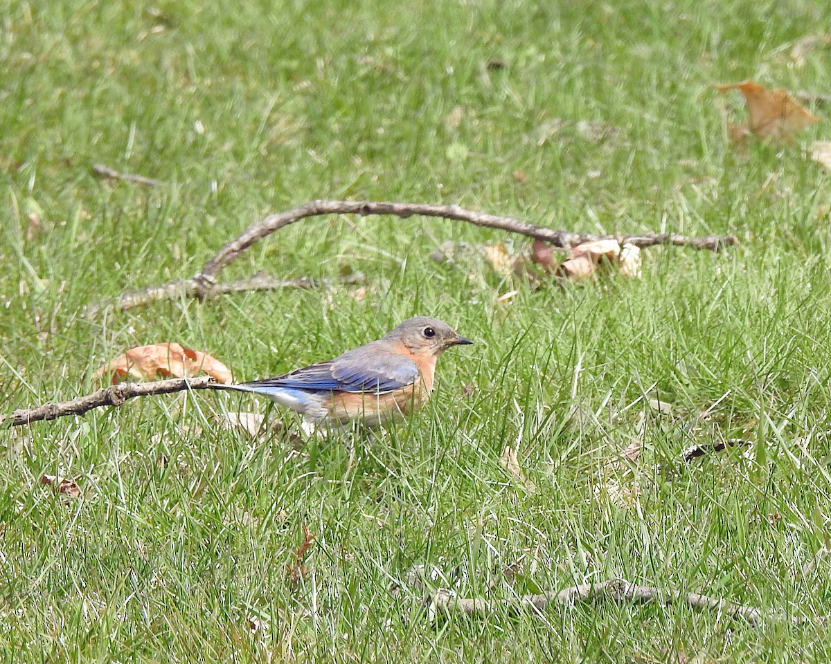 Eastern Bluebird - ML96241331