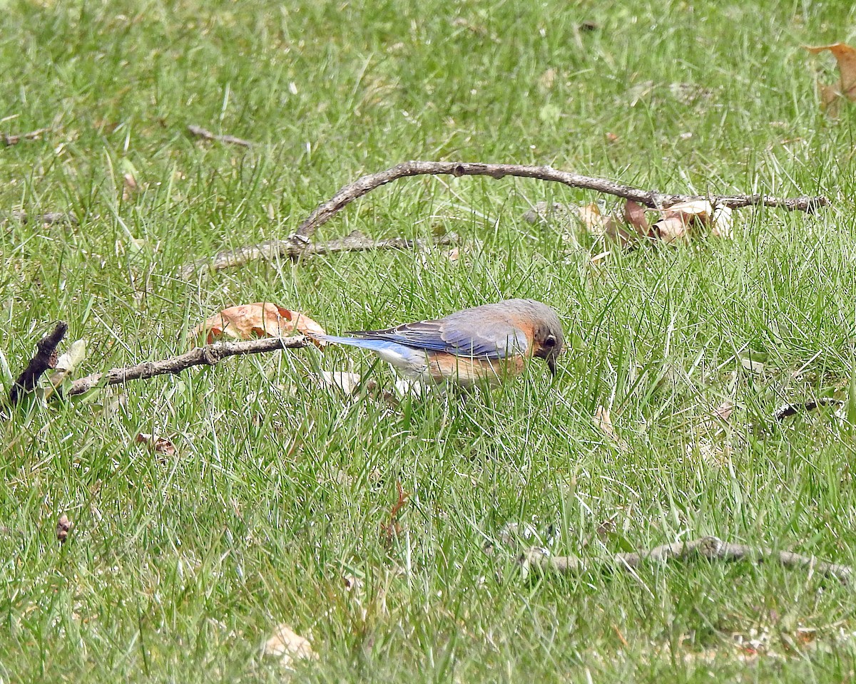 Eastern Bluebird - ML96241341