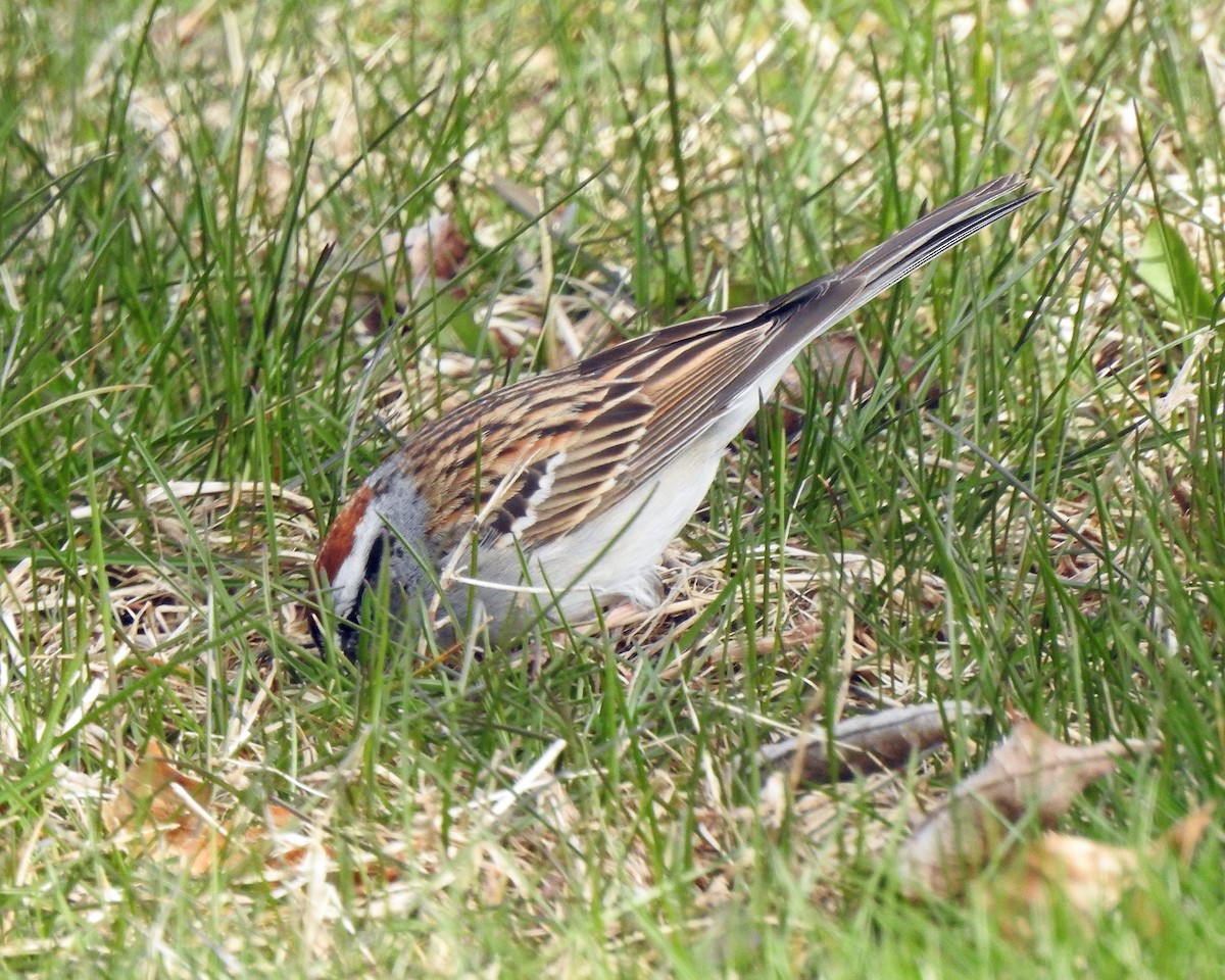 Chipping Sparrow - ML96241371