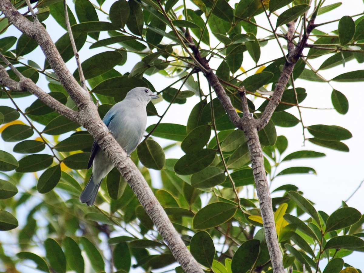 Sayaca Tanager