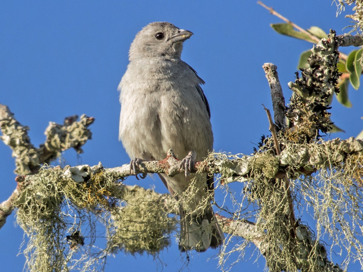 Sayaca Tanager