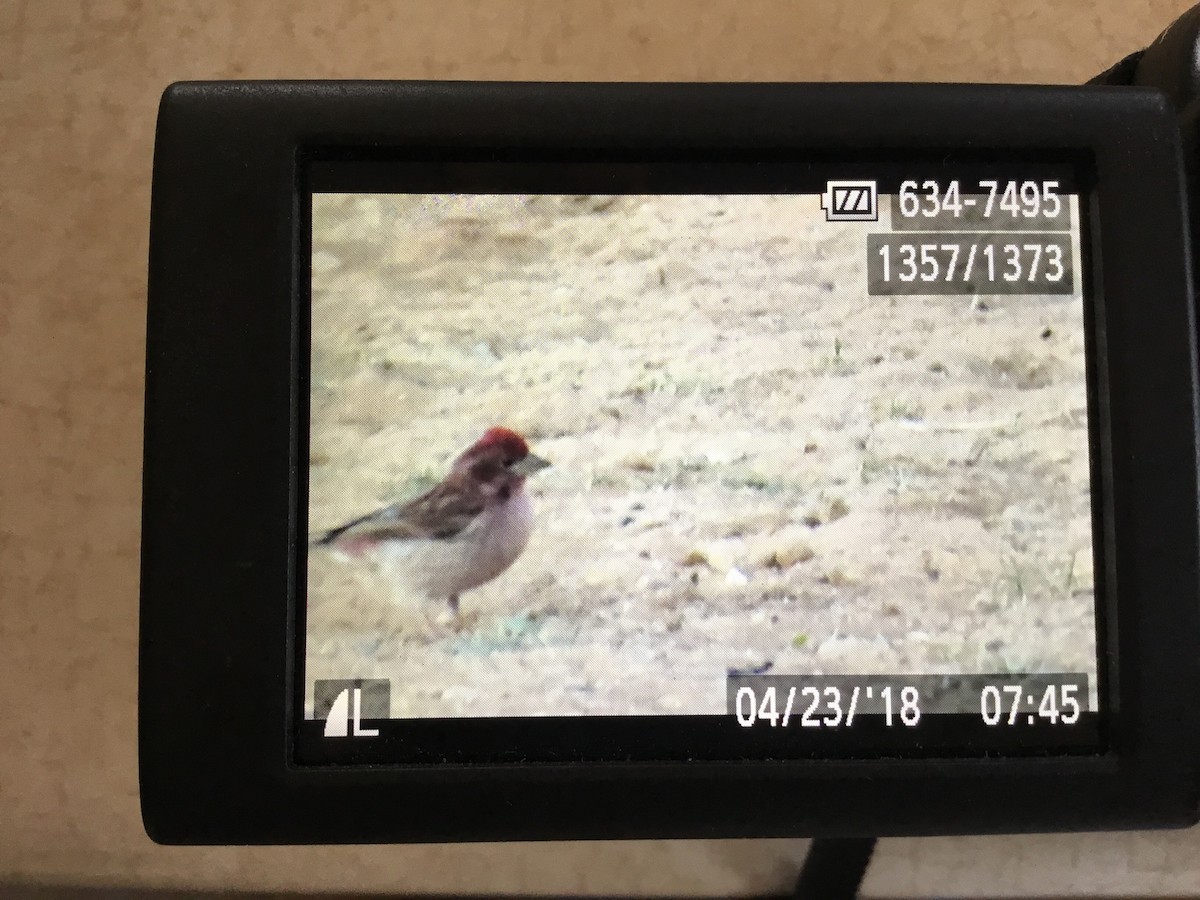 Cassin's Finch - ML96241981