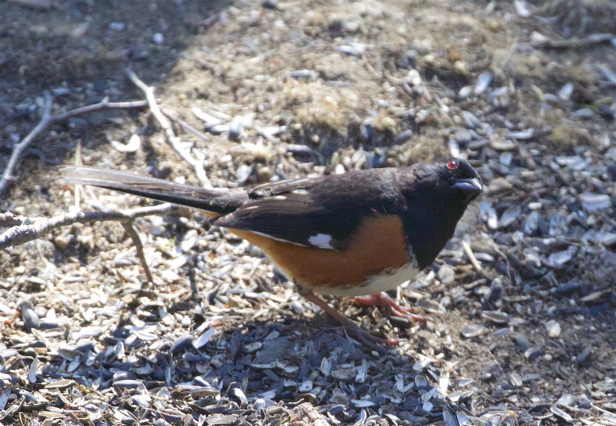 Eastern Towhee - ML96243131