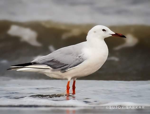 Slender-billed Gull - ML96244071