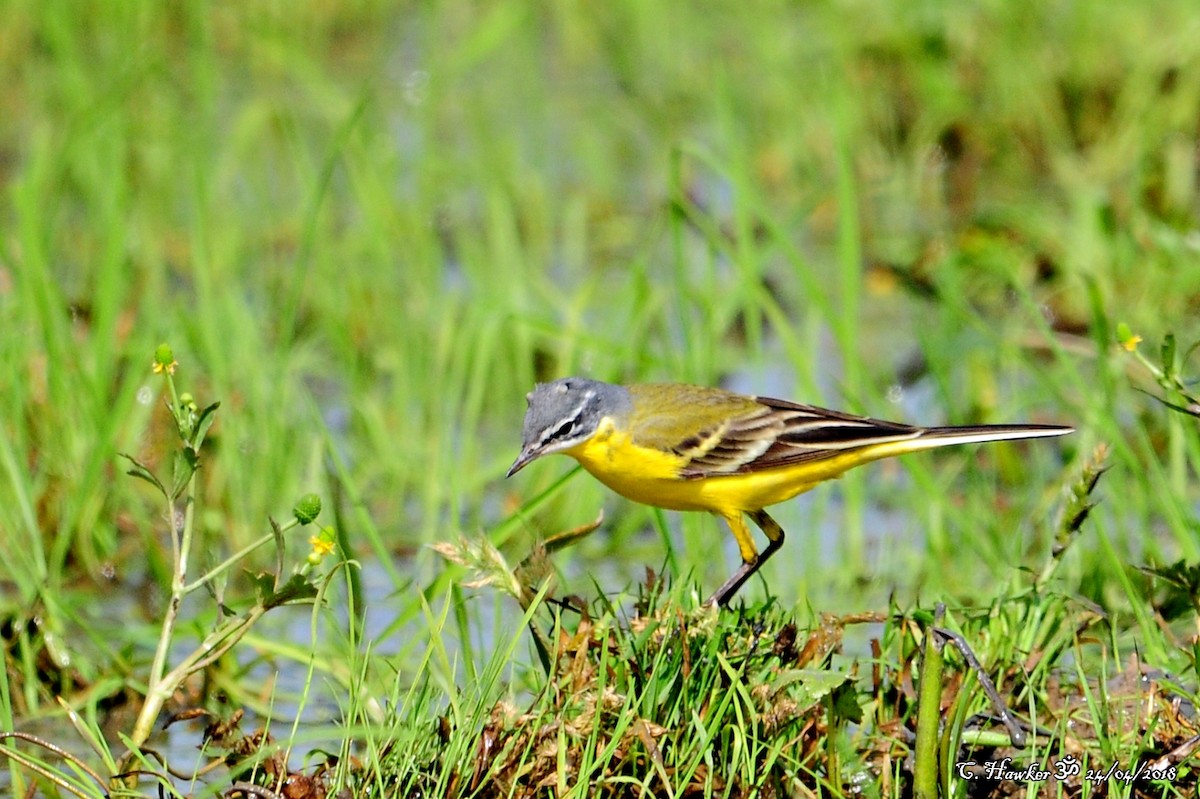 Western Yellow Wagtail - ML96244441