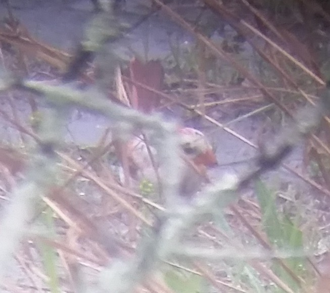 Northern Cardinal - ML96244621