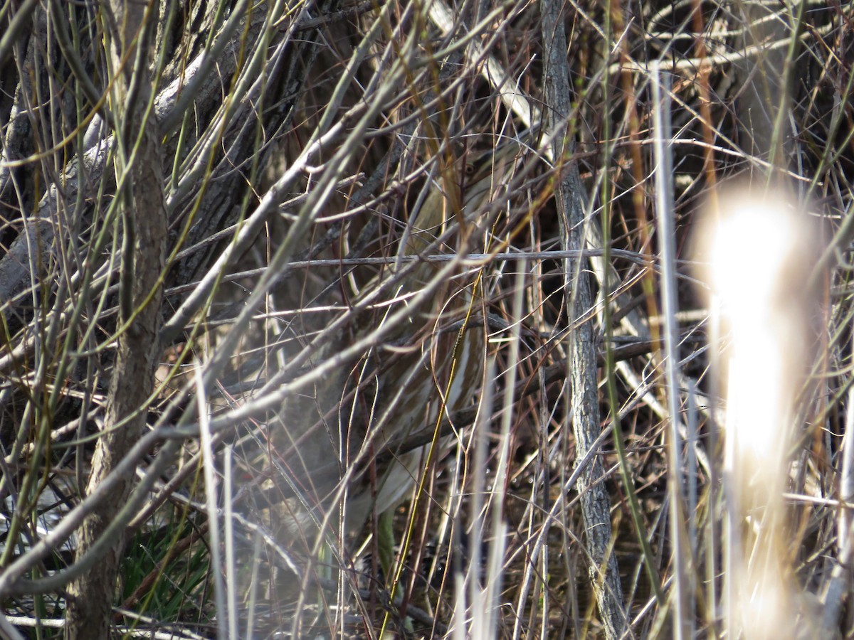 American Bittern - ML96244821