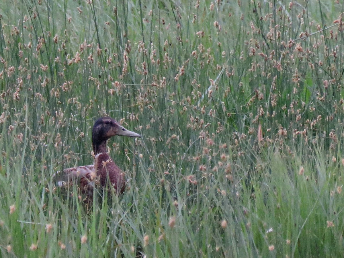 Mallard - ML96244881