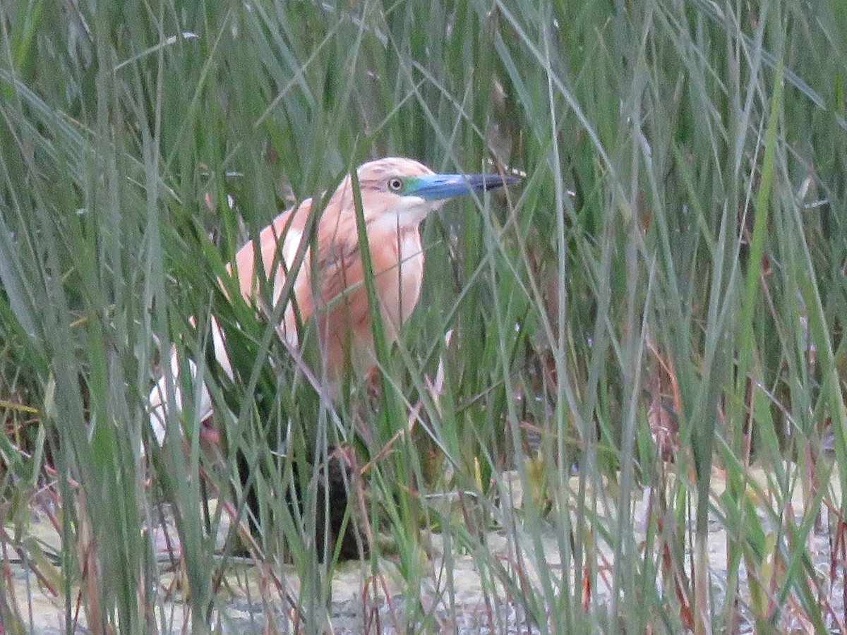 Squacco Heron - Pedro Fernandes