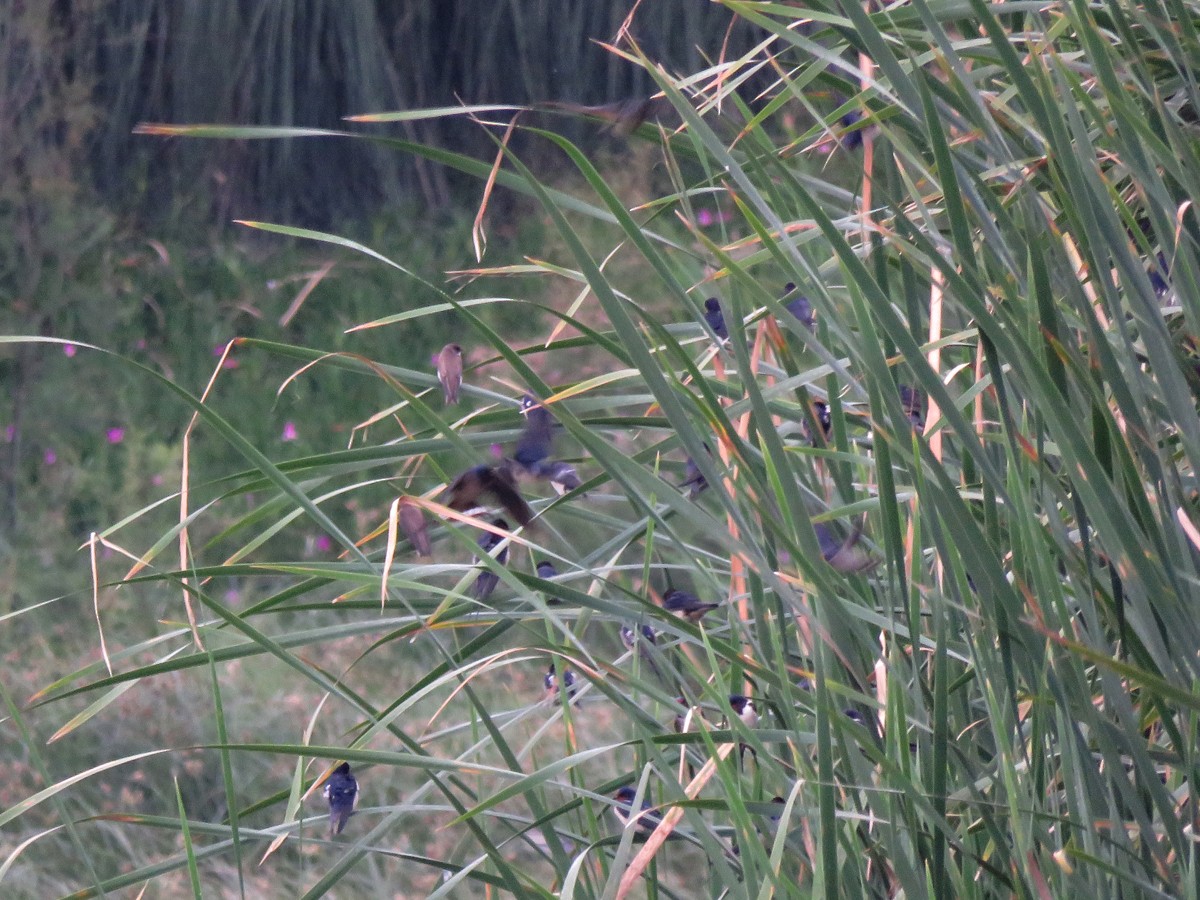 Barn Swallow (White-bellied) - ML96245121