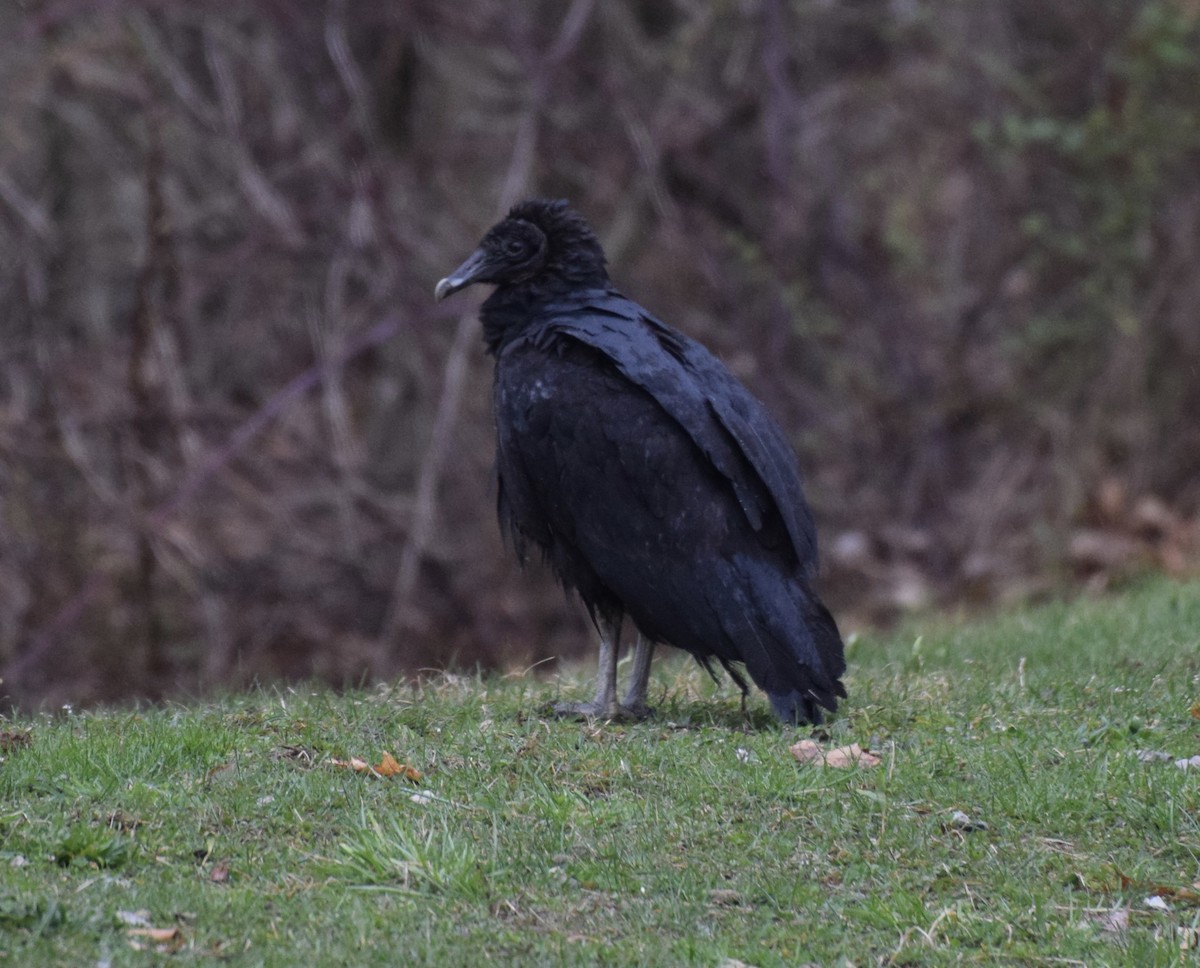 Black Vulture - ML96245521