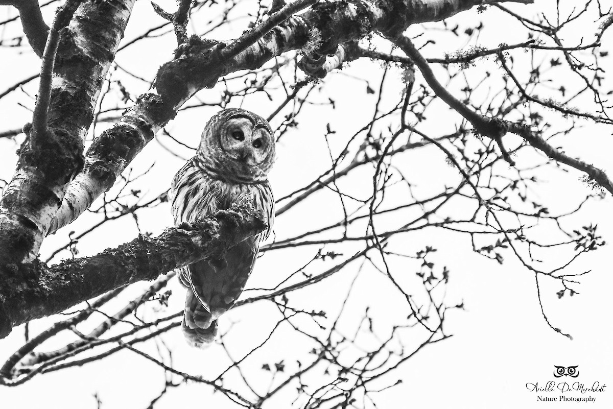 Barred Owl - Arielle DeMerchant