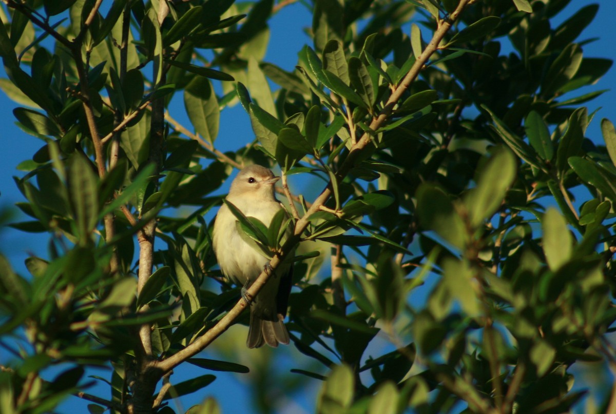 Warbling Vireo - Matt O'Sullivan