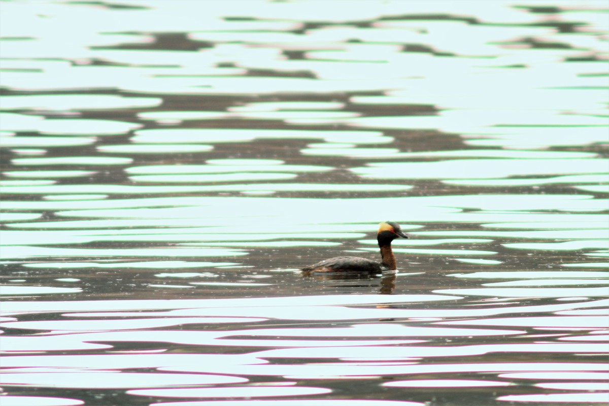 Horned Grebe - ML96246161