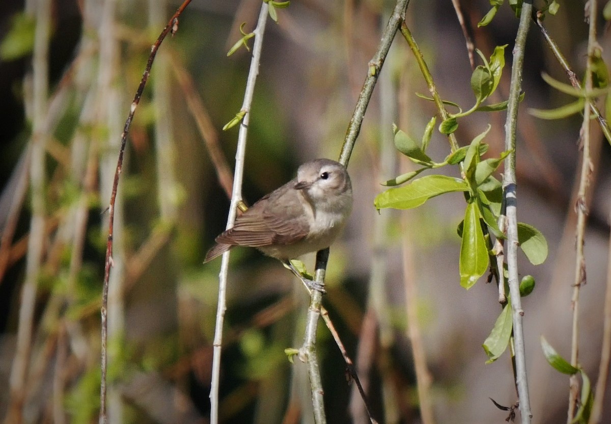 Warbling Vireo - ML96246481